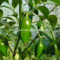 Piment jalapeno capsicum annuum www graines de bambous fr