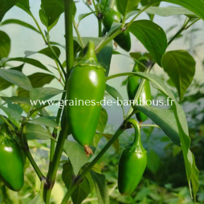 Piment jalapeno capsicum annuum www graines de bambous fr