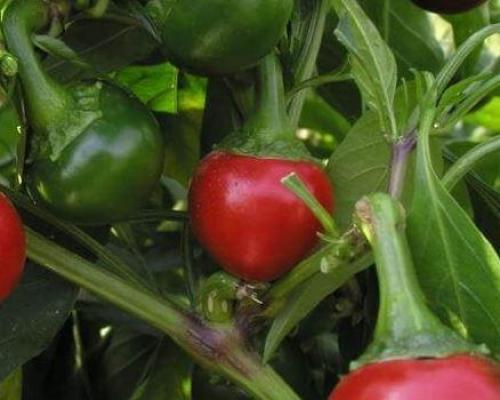 Piment koral red graines de bambous