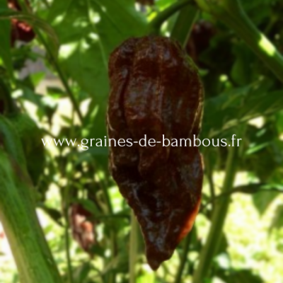 Piment Naga Black réf.395