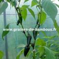 piment-noir-de-hongrie-referencement.jpg