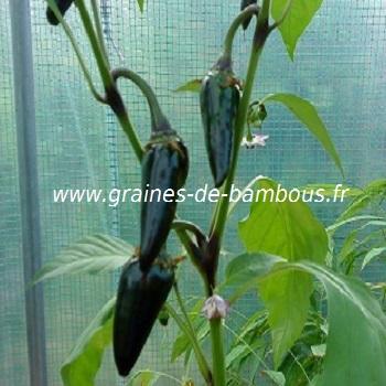 piment-noir-de-hongrie-www-graines-de-bambous-fr-1.jpg