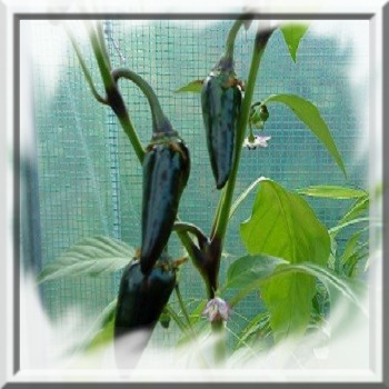 piment-noir-de-hongrie-www-graines-de-bambous-fr-www-grainesdebambous-com.jpg