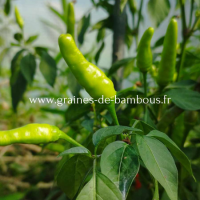 Piment oiseau birdseye capsicum frutescens l www graines de bambous fr 1 