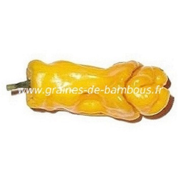 piment-penis-jaune-www-graines-de-bambous-fr-l.jpg