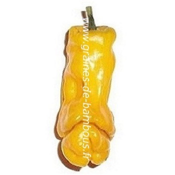 piment-penis-jaune-www-graines-de-bambous-fr-ll.jpg