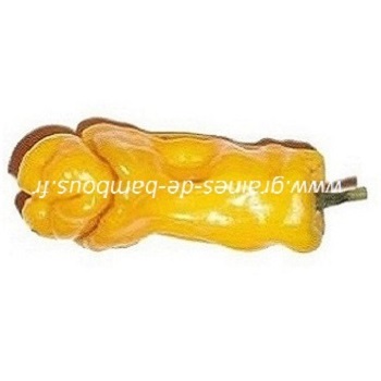 piment-penis-jaune-www-graines-de-bambous-fr-lll.jpg
