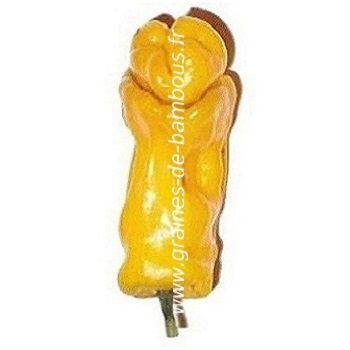 piment-penis-jaune-www-graines-de-bambous-fr-llll.jpg