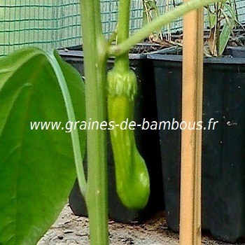 piment-penis-jaune-www-graines-de-bambous-fr-lllll.jpg