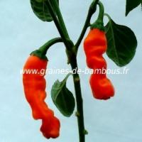 Piment penis orange graines pepper seeds