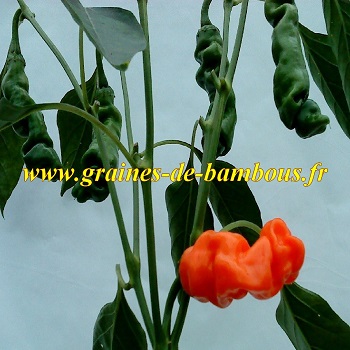 Piment penis orange graines