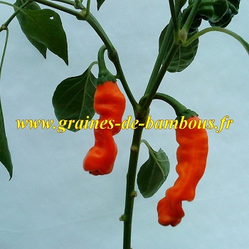 Piment penis orange hot pepper seeds