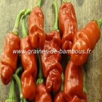 piment-penis-orange-www-graines-de-bambous-fr-1.jpg