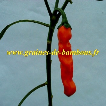 Piment penis orange