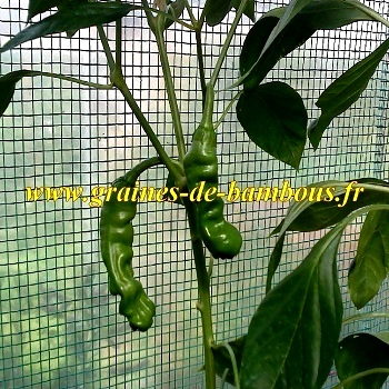 Piment penis