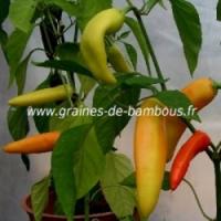 Piment plant