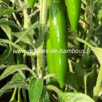 piment-serrano-tampequino-www-graines-de-bambous-fr-1.jpg