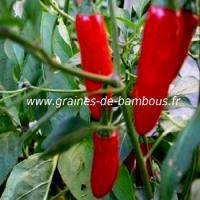 piment-serrano-tampequino-www-graines-de-bambous-fr-3.jpg