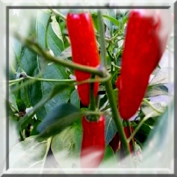 piment-serrano-tampequino-www-graines-de-bambous-fr-www-grainesdebambous-com-1.jpg