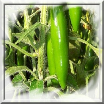 piment-serrano-tampequino-www-graines-de-bambous-fr-www-grainesdebambous-com.jpg