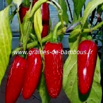 Piment Jalapeno Mexicain graines à planter