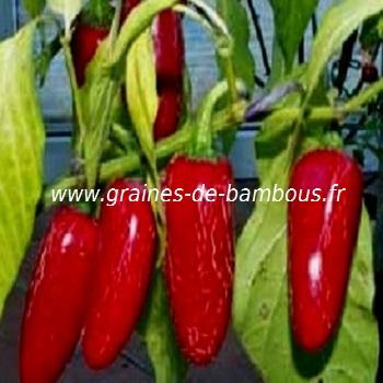 Acheter Piment De Cayenne Long Slim? Commander des graines sur