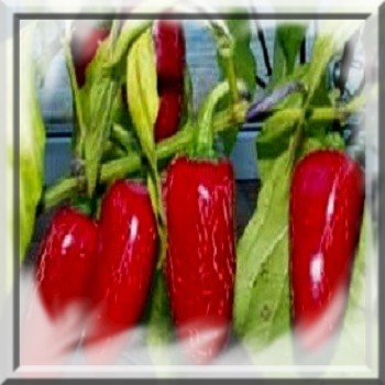 piment-tam-jalapeno-www-graines-de-bambous-fr-www-grainesdebambous-com.jpg