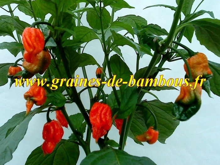 Piment trinidad scorpion