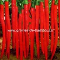 Piment cayenne rouge long slim