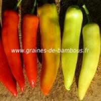 Piment hungarian hot wax graines de bambous fr