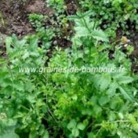 Pimprenelle sanguisorba minor graines de bambous fr