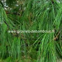Pin conifere pinus wallichiana tree seeds www graines de bambous fr