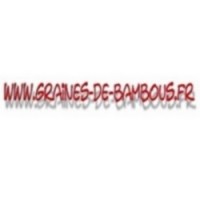 Pin conifere www graines de bambous fr
