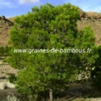 Pin d alep graines de bambous fr