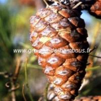 Pin d alep pinus halepensis graines conifere