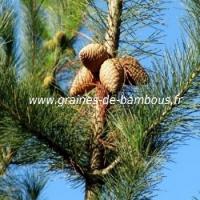 Pin de monterey pinus radiata graines de bambous fr