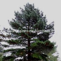 Pin monterey pinus graines de bambous fr