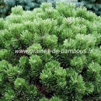 Pin nain mugo graines pinus seeds