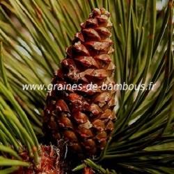 Pin noir d autriche cones graines de bambous fr