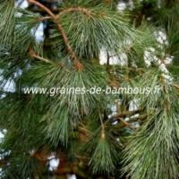 Pin pleureur de l himalaya conifere pinus wallichiana