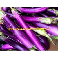 Ping tung aubergine graines de bambous fr