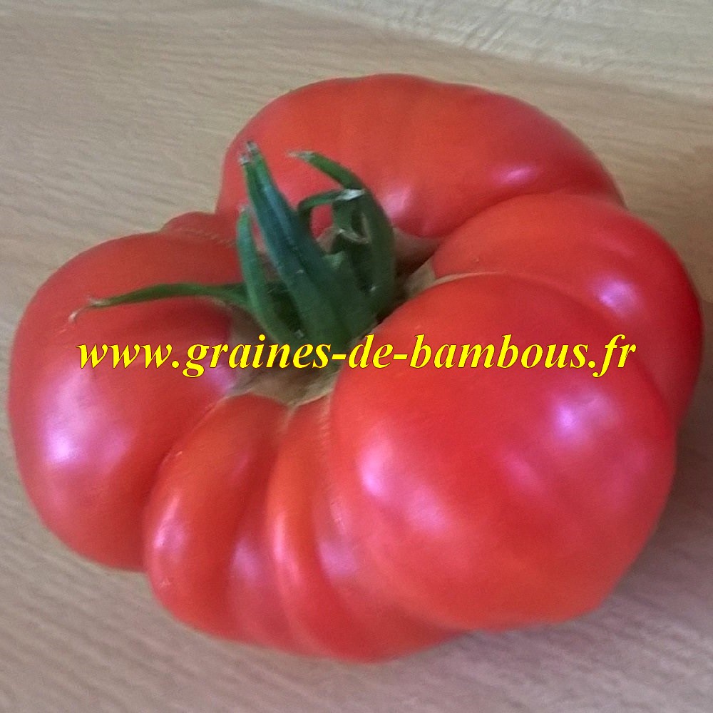Pink brandywine tomate