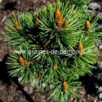 Pinus halepensis pin d alep