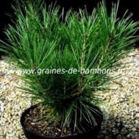 Pinus wallichiana pin pleureur plant