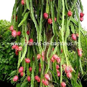 pitaya-en-fruits-www-graines-de-bambous-fr.jpg