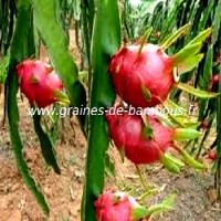 pitaya-hylocereus-undatus-www-graines-de-bambous-fr.jpg