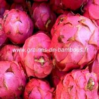 pitaya-rose-www-graines-de-bambous-fr.jpg