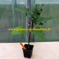 Plant aubergine ronde de valence graines de bambous fr