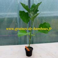 Plant aubergine tsakoniki graines de bambous fr