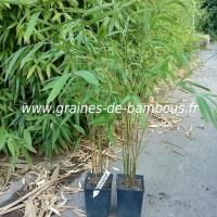 plant-bambou-1-litre-fargesia-fungosa-www-graines-de-bambous-fr.jpg